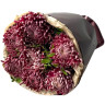 7 премиум хризантем bigoudi purple