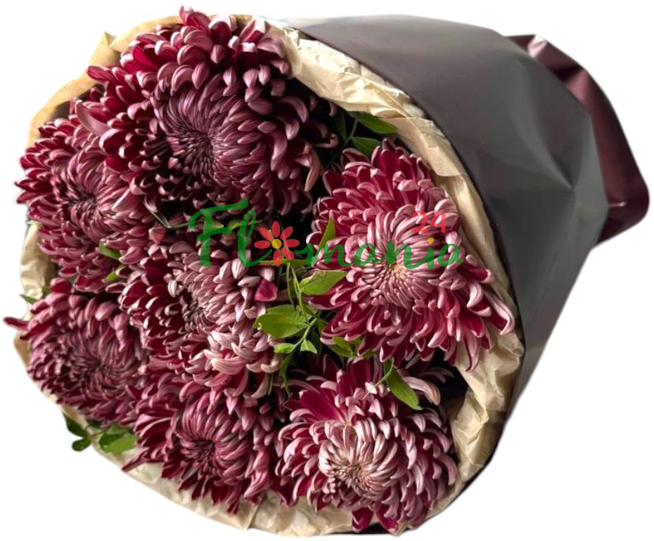 7 премиум хризантем bigoudi purple